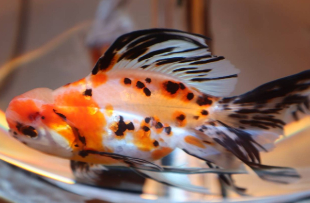 カグラバチ 金魚