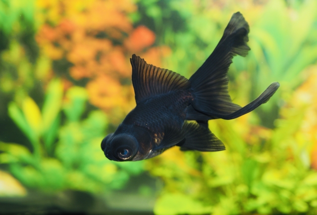 カグラバチ 金魚