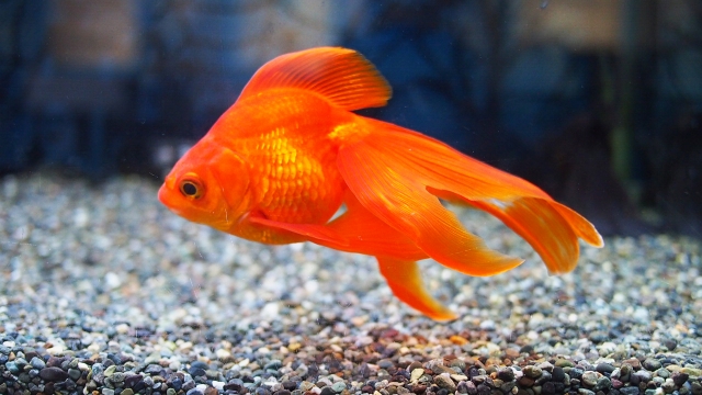カグラバチ 金魚